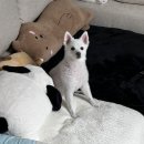 동그라개 이미지