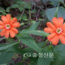 들꽃화원 이미지