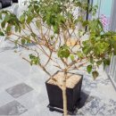 란타나호텔 이미지