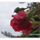 고대1104 이미지