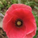 홍천중앙시장 이미지