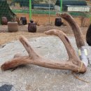 양지단비사슴농장 이미지