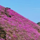 [접수] 815차 송탄산악회 25년4월6일(일)경남 창원 천주산(639m)진달래축제산행 이미지