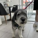 멍멍아 미용하자 이미지