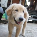 자라섬게스트 하우스 이미지