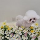 댕그루밍 이미지