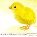 남면카센타 Daum카페
