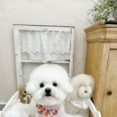 마모이룸 이미지