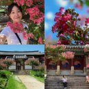 병산서원 종합안내소 | 경상도 안동 여행지 추천 병산서원 꽃 입장료 경남 배롱나무 명소