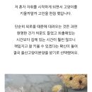 도그마루 강아지 고양이 마포용산점 이미지