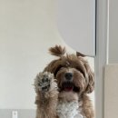 바나개 애견유치원 호텔 이미지