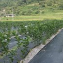 안인농장 이미지