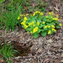 4월 27일의 꽃은 '동의나물(Kingcup, Yellow marsh marigold)’ 이미지