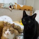 오션 캣 | 퍼시캣 파인다이닝 무스 참치&amp;호박/오션 피시&amp;호박_고양이 주식캔
