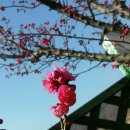 홍매화 민박 이미지