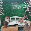 펫더헤븐 이미지