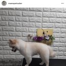 마마펫살롱 이미지