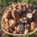 실속있는 가격, 농장직송 표고버섯 구매하세요 :D 이미지