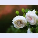 곡성-088 티스토리