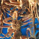 울진대게궁7호 이미지