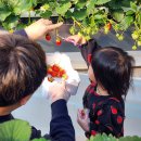 정남농장 | 치유앤딸기🍓 | 동탄 인근 화성 딸기 체험 농장, 재방문 후기
