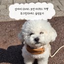 강아지 하네스 추천 아워스 카멜 무스탕하네스 솔직후기