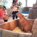 형제조류 | 오산 아이와 가볼만한 곳 추천, 오산 버드파크 초1·두돌 아이와 다녀온 솔직 후기