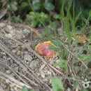 시호도선착장 이미지