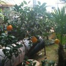 새집만석꾼 이미지