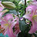 용추폭포가든 이미지