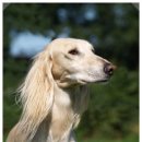 펫더헤븐 이미지