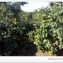 춘기농장 이미지