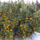 김찬우농장 이미지