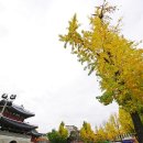 은행나무시장 3 이미지