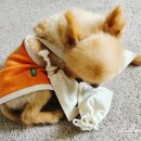 스니피드 이미지