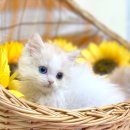 라임고양이 이미지