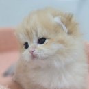 코네코 코야 이미지