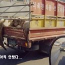 미소짓는돼지 이미지