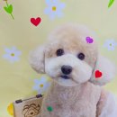 몽몽바블펫# 이미지