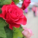 장미화원 이미지