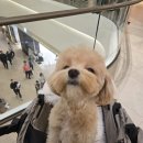 데이,그룸 네이버블로그