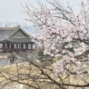 경기도 벚꽃 명소 수원화성 경기도청 봄꽃축제 수원 가볼만한곳 이미지