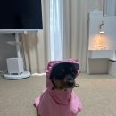 [강아지 우비 추천] 베이컨 박스 키티 우비 내돈내산 후기 - Hello Kitty Easywear Raincoat