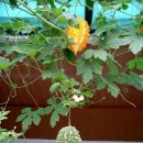 여주-0008 이미지