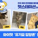와이펫 이미지