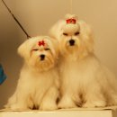 비비안홈플러스