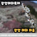 매화농업협동조합 | 광양 매화축제 2026 방문 후기 봄을 가장 먼저 만나는 곳