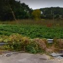 녹차농원 이미지