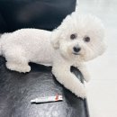 나무약국 | 효과좋은 강아지 발사탕 항생제 습진연고 동물약국 가격