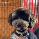 댕구팀/김예성/푸들(쿠키)/수원 이미지